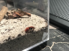 Sphaeropthalma unicolor