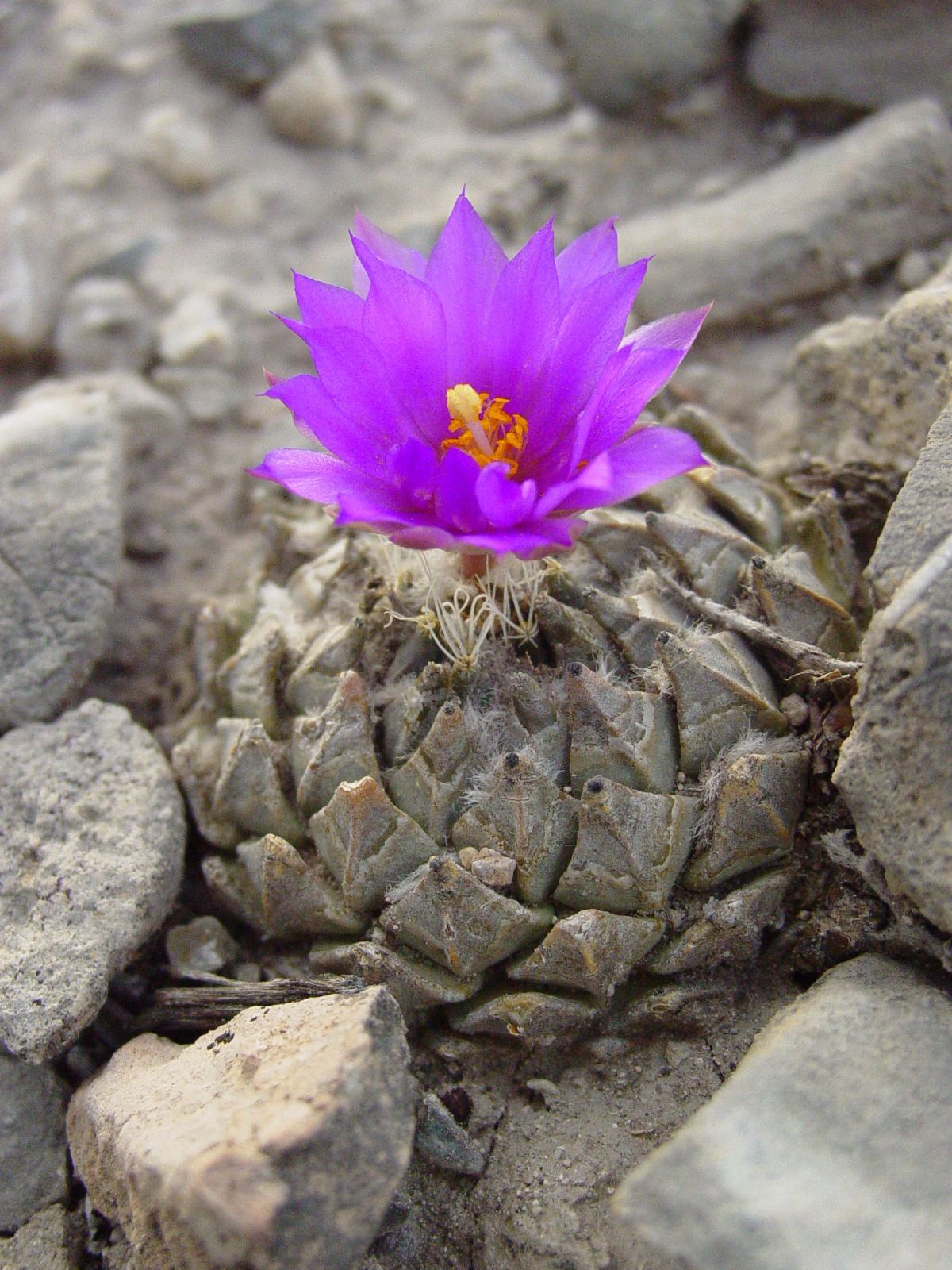 Pelecyphora