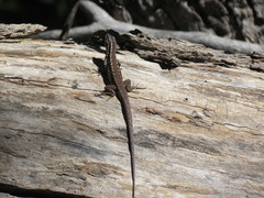 Liolaemus septentrionalis