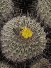 Copiapoa dealbata