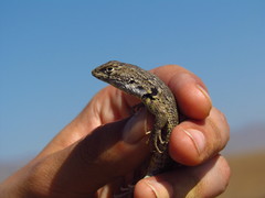 Liolaemus nigromaculatus