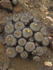 Copiapoa dealbata