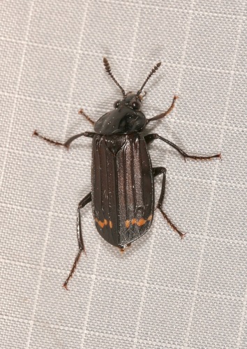 Red-lined Carrion Beetle photo 4