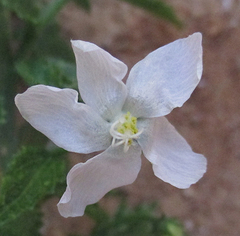 Hibiscus meyeri