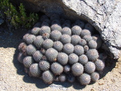 Copiapoa cinerascens