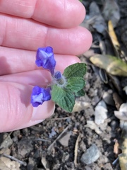 Scutellaria tuberosa