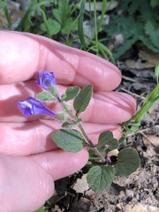 Scutellaria tuberosa