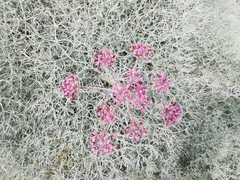 Lomatium columbianum