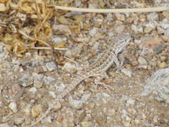 Liolaemus atacamensis