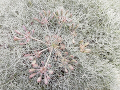 Lomatium columbianum