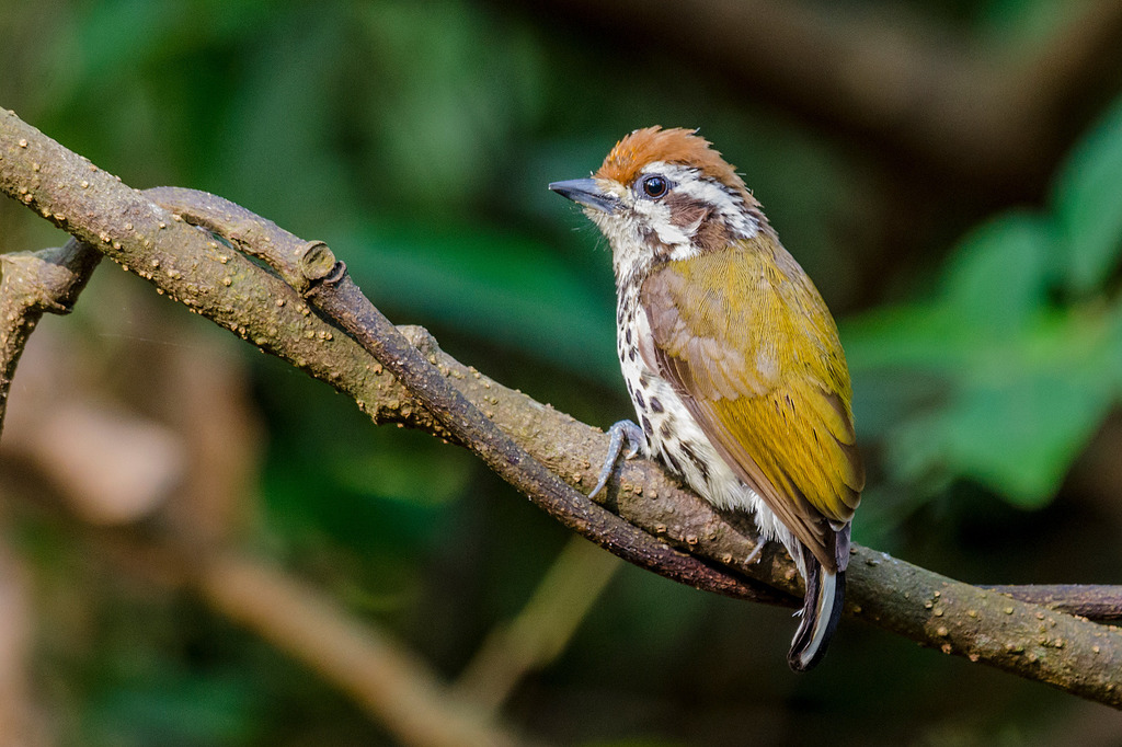 Speckled Piculet (Picumnus innominatus) photo