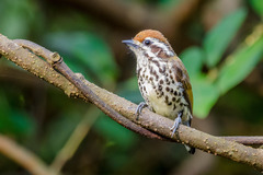 Picumnus innominatus