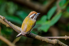 Picumnus innominatus