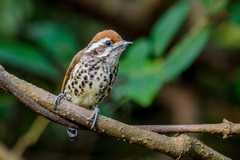 Picumnus innominatus