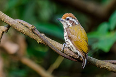 Picumnus innominatus