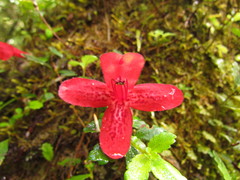 Asteranthera ovata