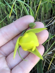 Calochortus pulchellus