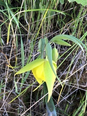 Calochortus pulchellus