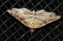 Philogethes metableta