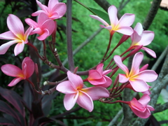 Plumeria rubra