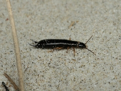 Anisolabis