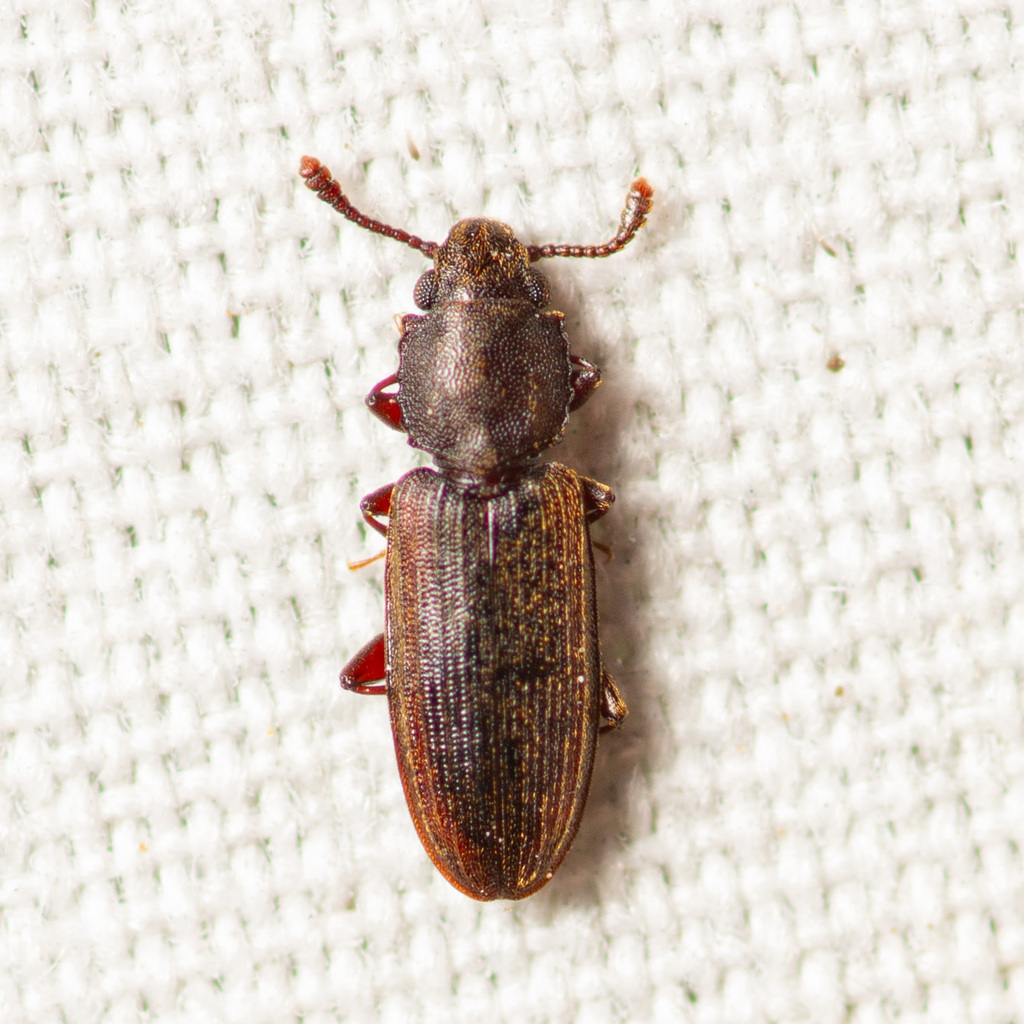 Nausibius major