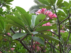 Plumeria rubra