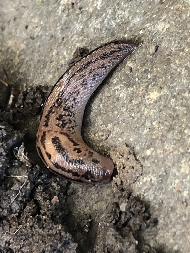 Threeband Slugs in March 2024 by tvl · iNaturalist