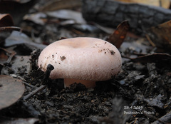 Russula kalimna