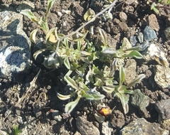 Hesperevax sparsiflora