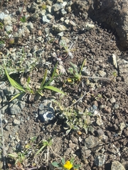 Hesperevax sparsiflora