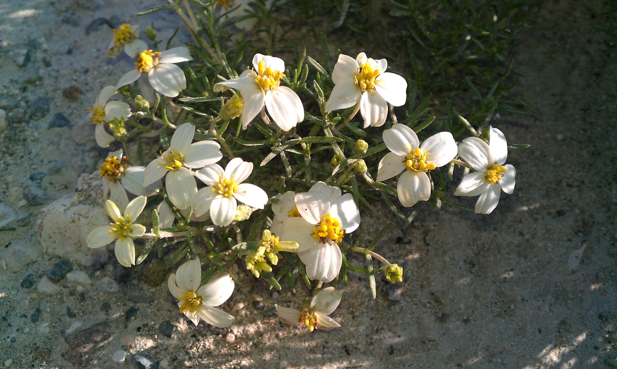 Zinnia acerosa
