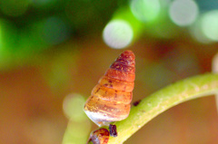 Pseudobuliminus incertus