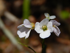 Cardamine nuttallii