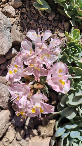 Alstroemeria umbellata (Alstroemeria umbellata)