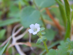 Nemophila parviflora