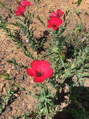 Linum grandiflorum
