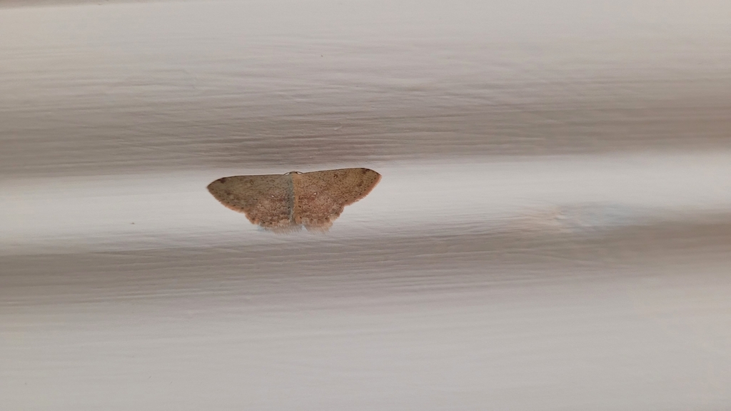 Cyclophora semirosea