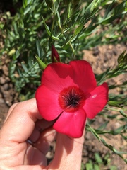 Linum grandiflorum