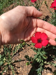 Linum grandiflorum