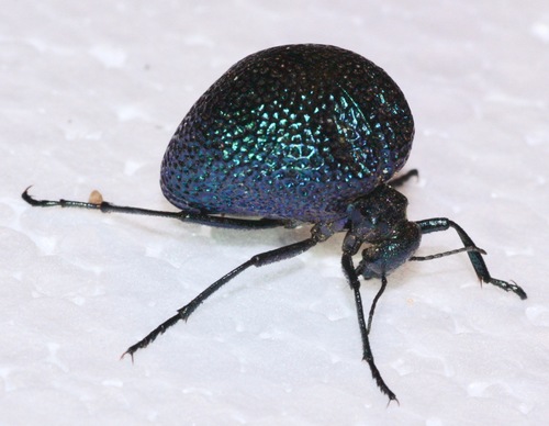 Black Bladder-bodied Meloid
