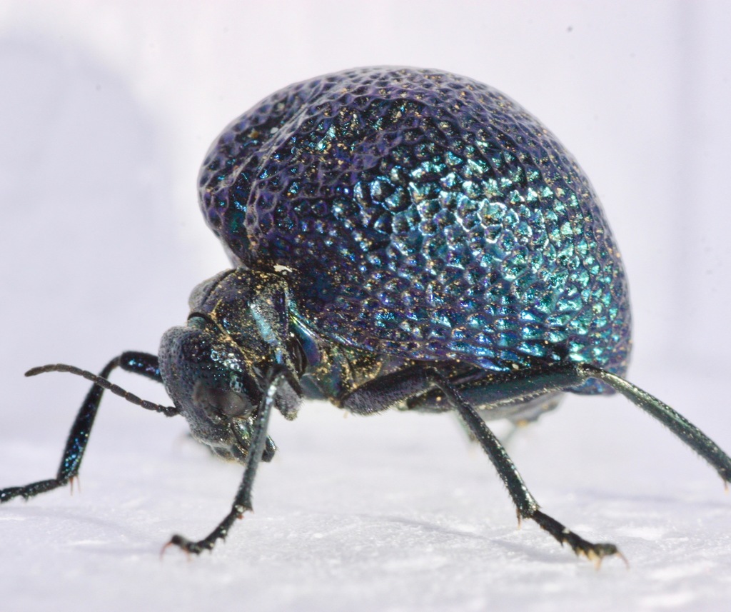 Black Bladder-bodied Meloid