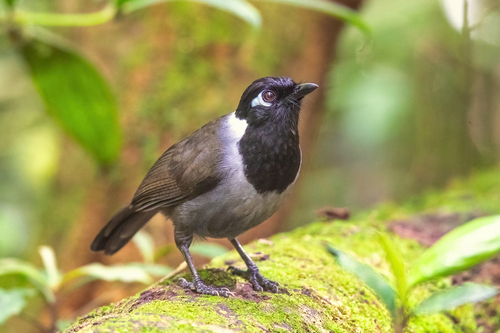 Black-hooded Laughingthrush (Garrulax milleti), photo 5