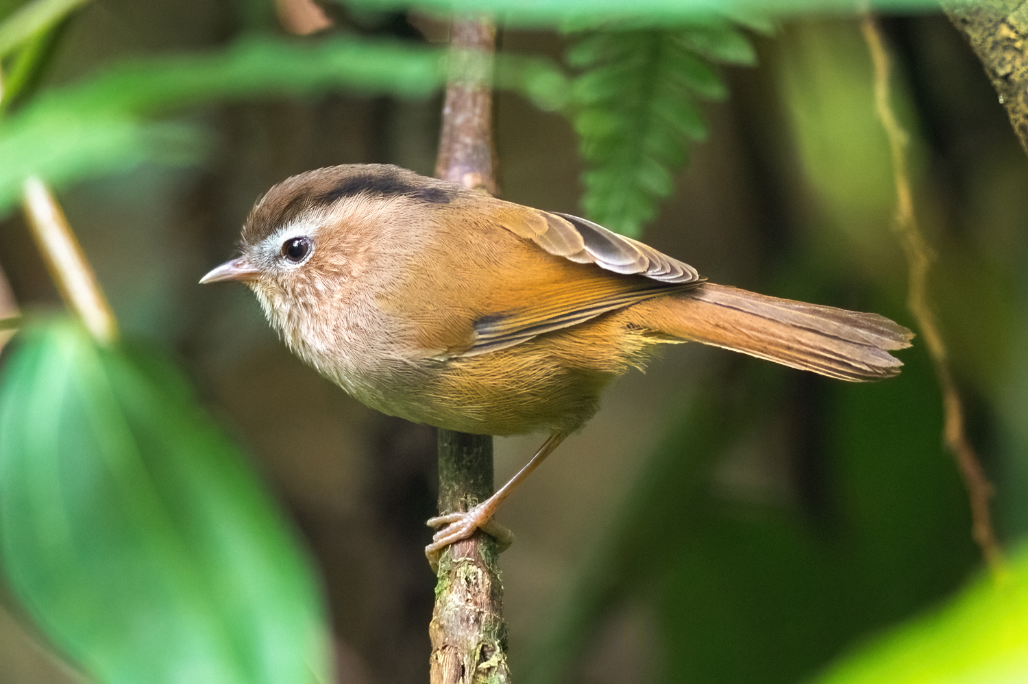 Indochinese Fulvetta illustration