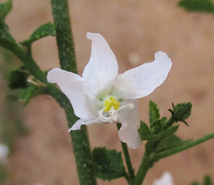 Hibiscus meyeri
