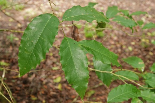 Homalium circumpinnatum, 2024-03-05