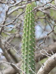 Stenocereus heptagonus