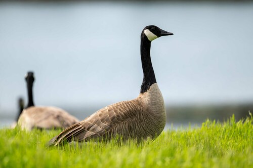 Canada Goose photographed in California