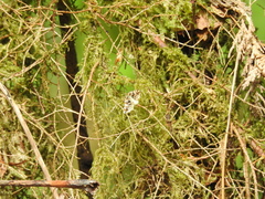 Enchoria lacteata