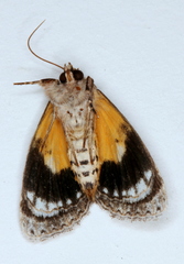 Zalissa catocalina